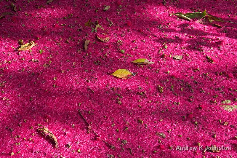 0410_40D_0556.jpg - Malay Apple blossom, Andromeda Gardens, Bathsheba